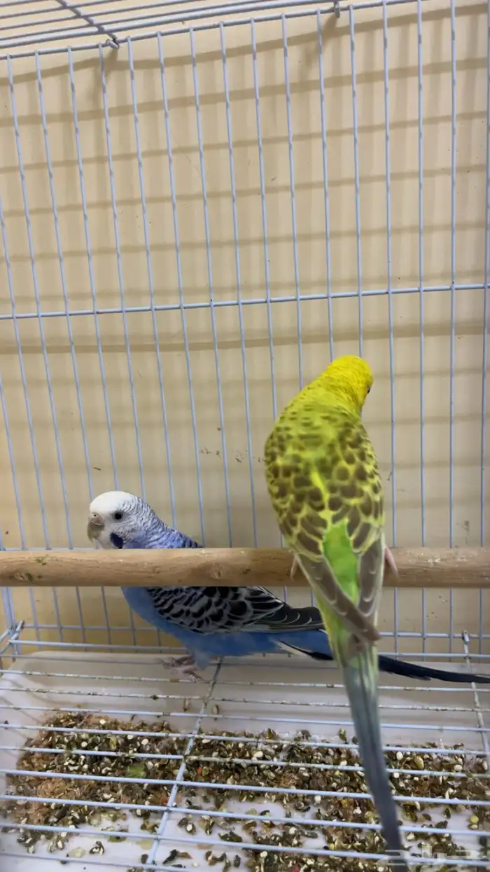 عصفورين بانجي للبيع 1