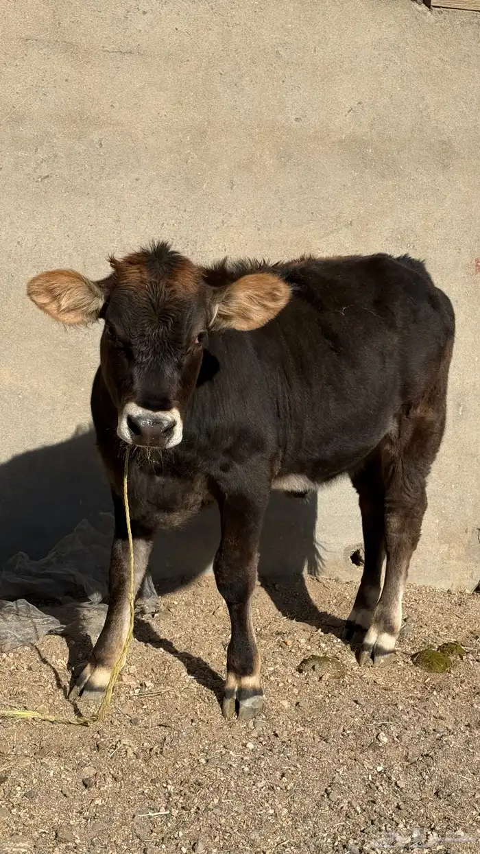 بقرة المانية للبيع 9