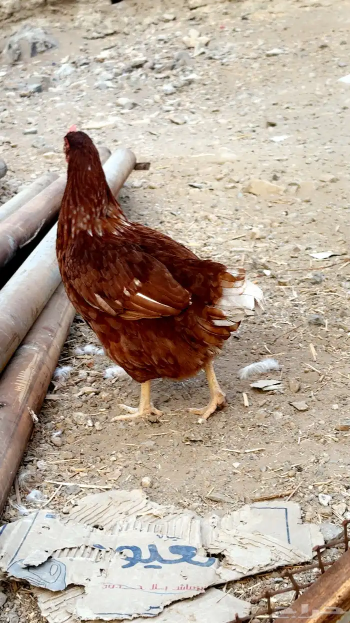 دجاج لوهمان بياض وبيض مخصب 5