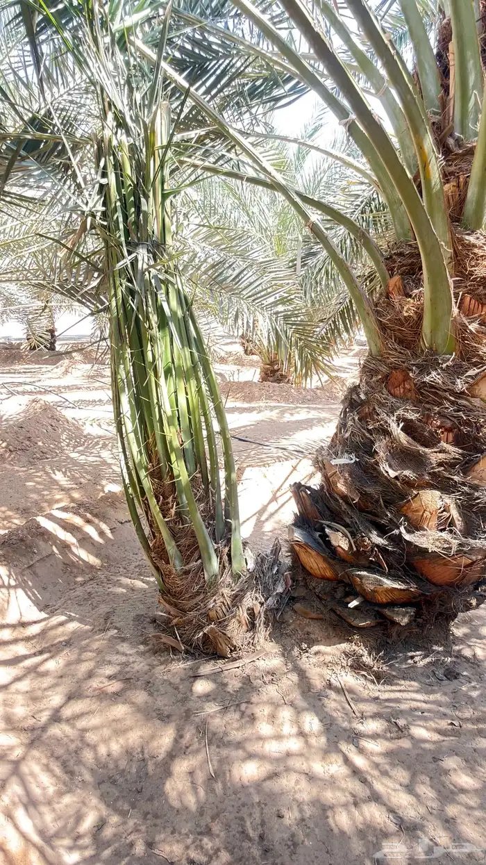 فسايل خلاص نجران 6