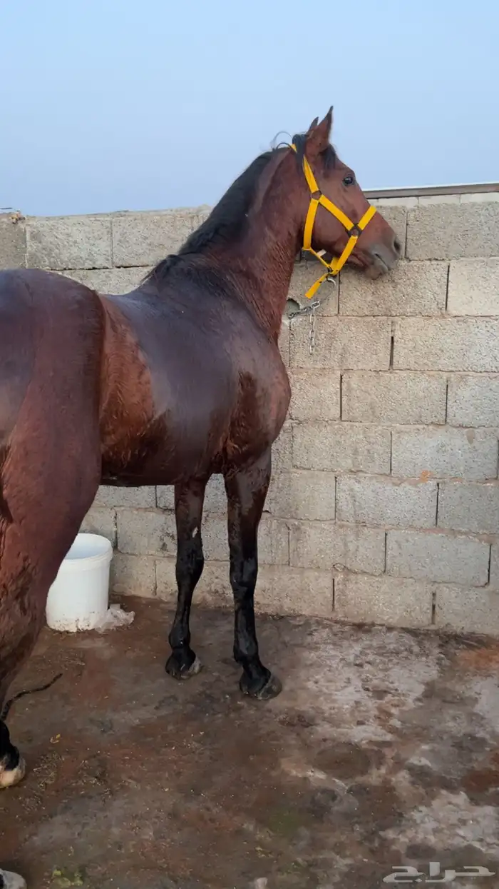 حصان شعبي كفو 3