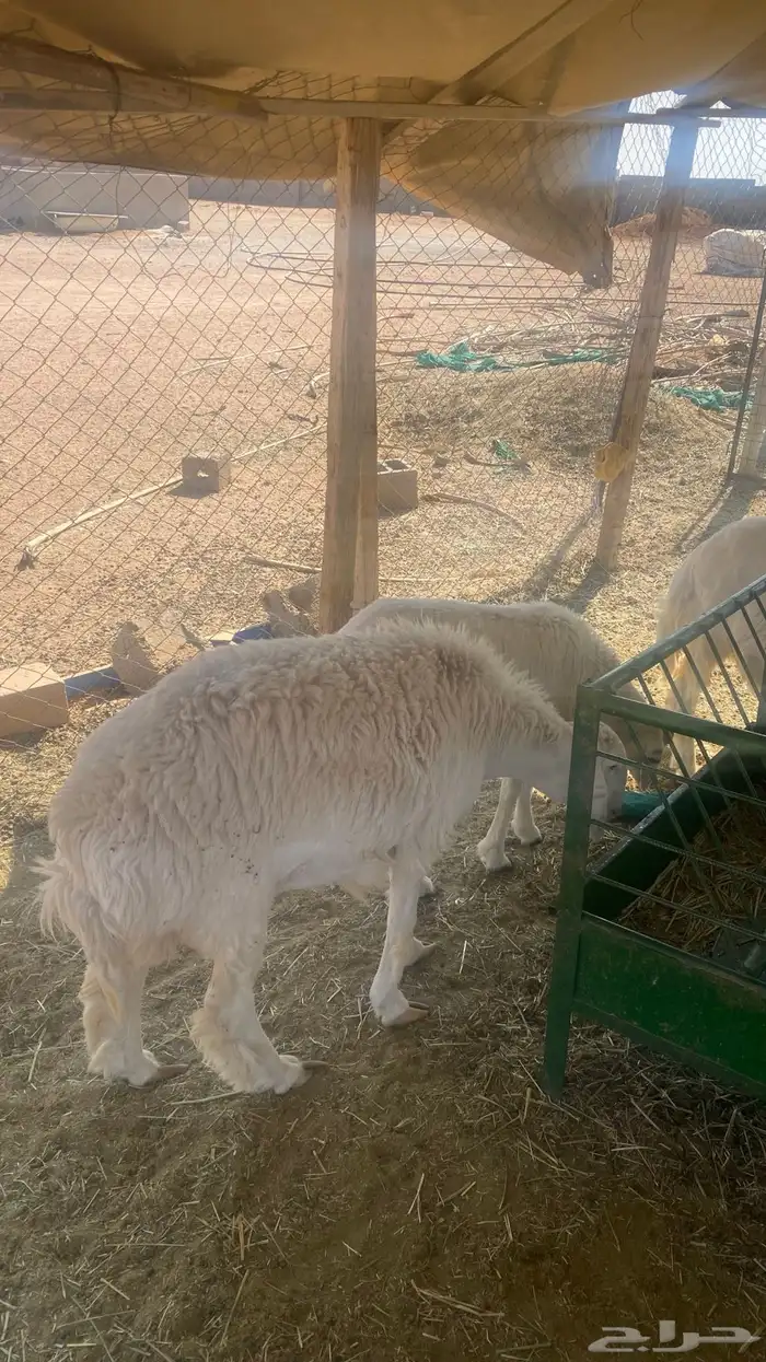 رخل حرية صنف عمرها 8 شهور جذعه غلاق لكن عندي شك انها شكر 0