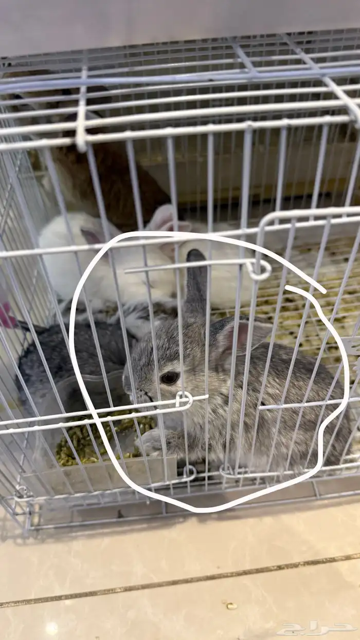 ارنب صغير لون رمادي 2