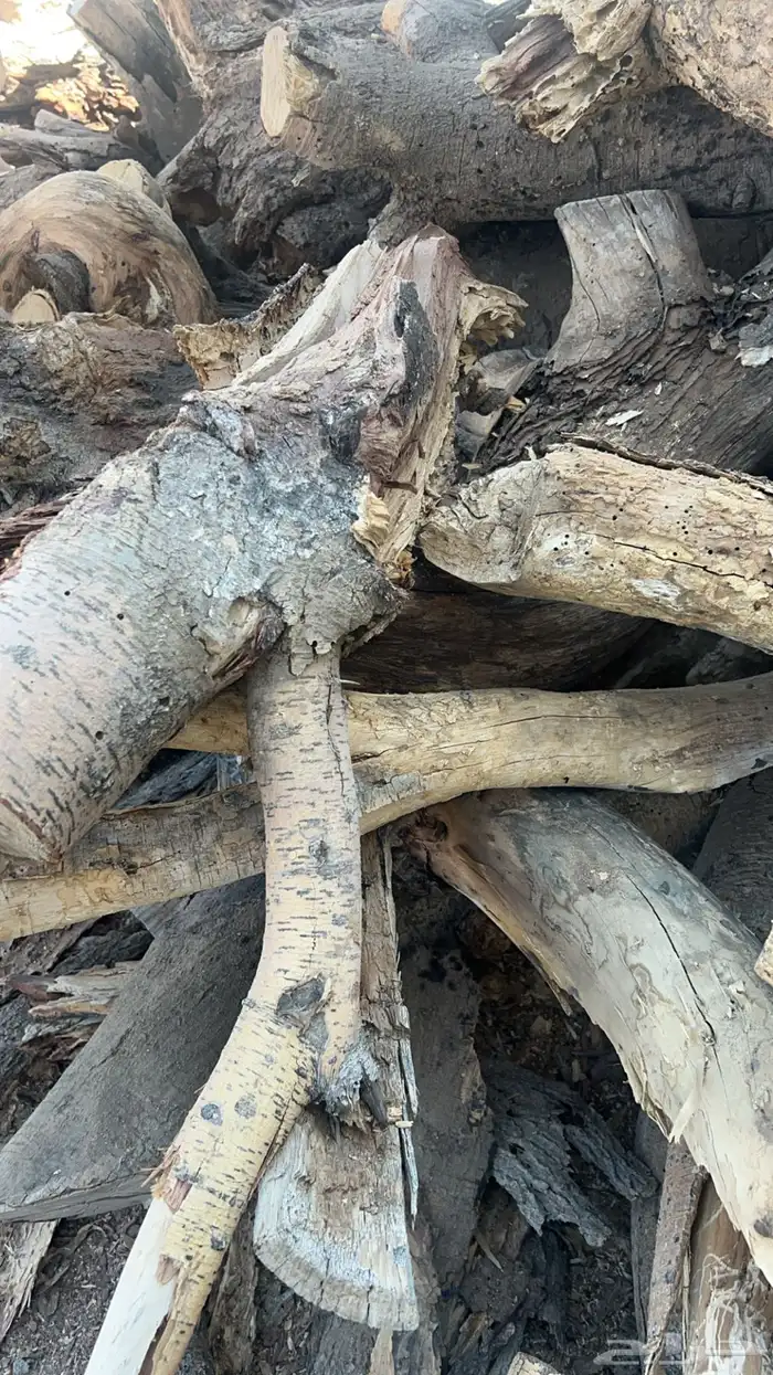 حطب سمر شلايخ 4