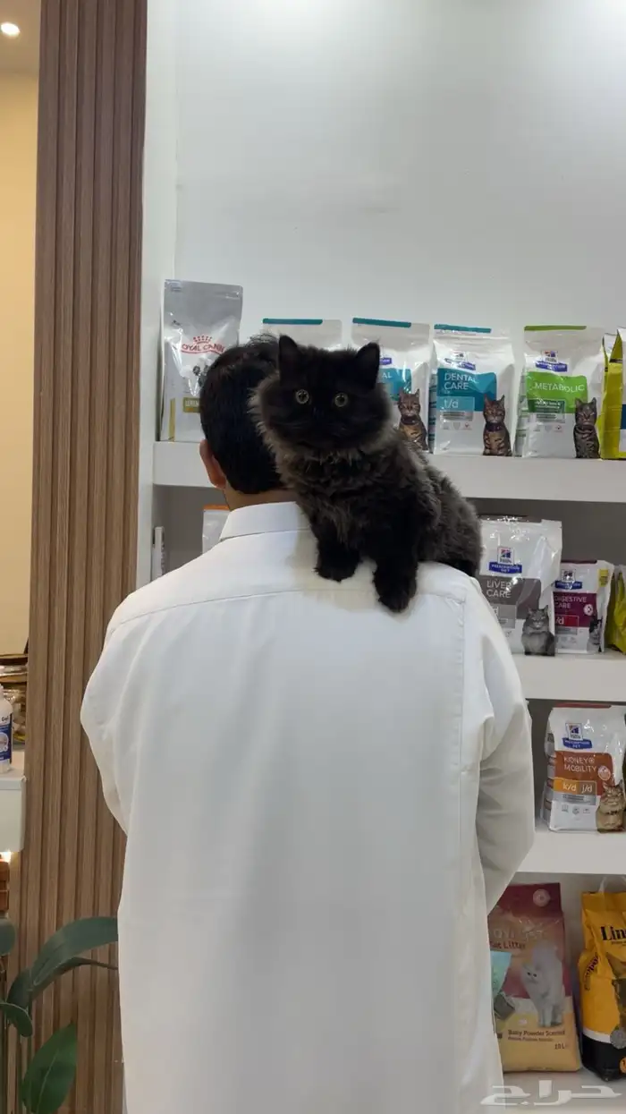 قط هاف بيكي برتش ذكر تزاوج 2