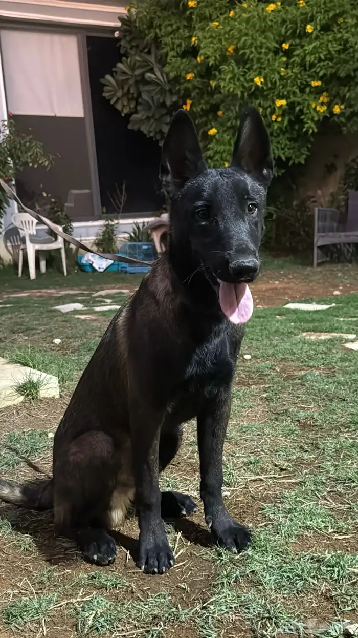 كلاب مالينو 1