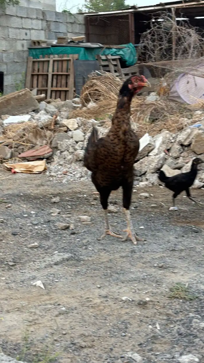 دجاجة شامو معاها صوص 0