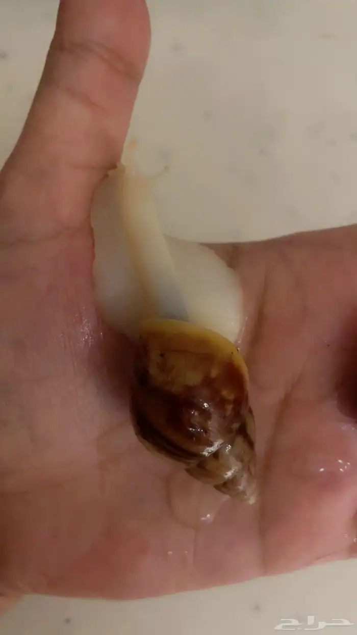 عرض لأول مره 4 و 4 مجانا 2