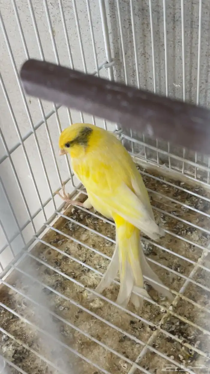 كناري تغريد 0