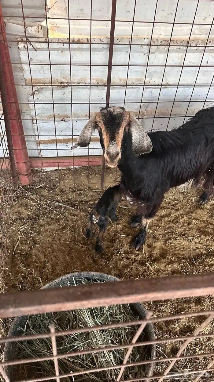 للبيع معزا مواليد ودفيع 1