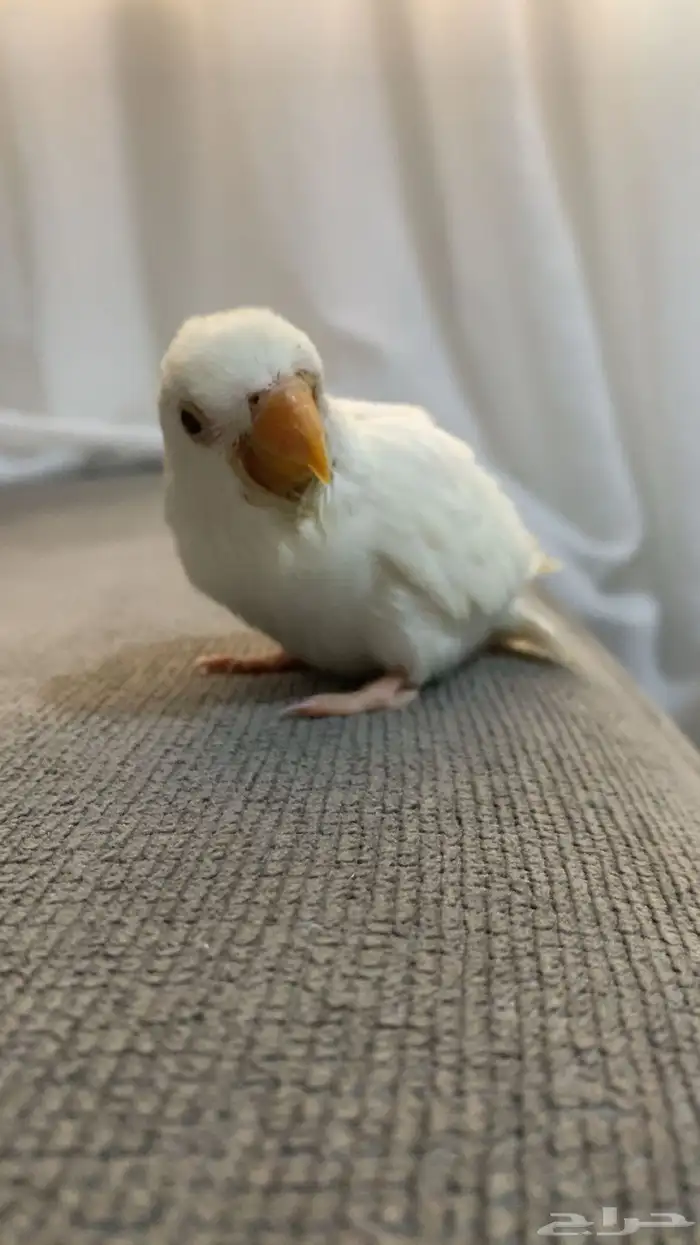 روز البينو 0