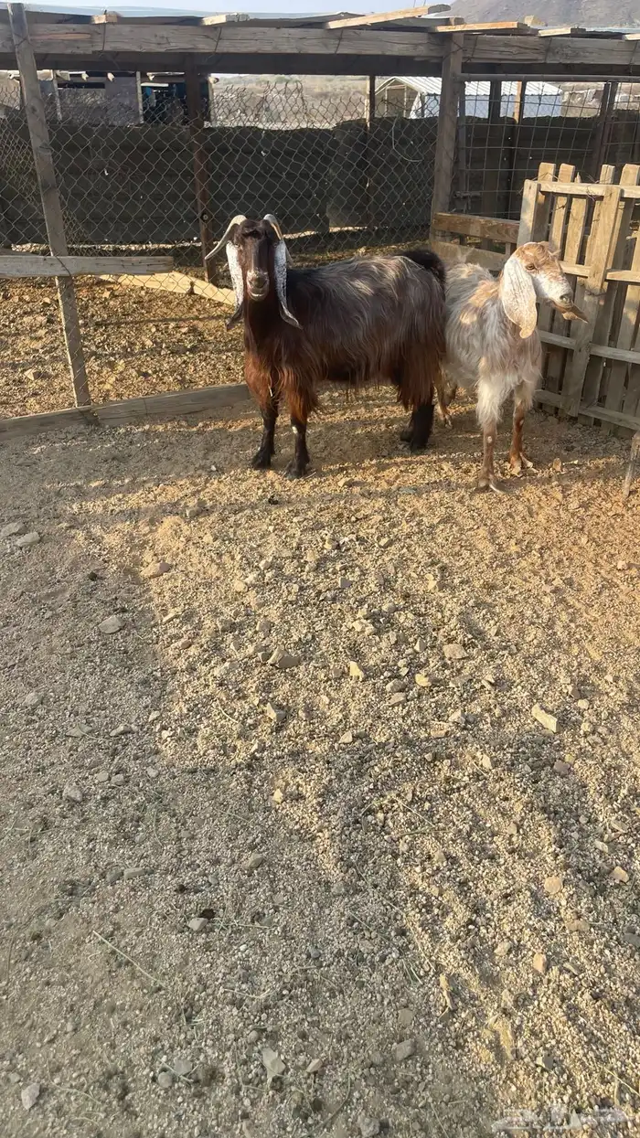 ماعز عوارض عدد2. دفيع شرط تووم شرط سونار 8