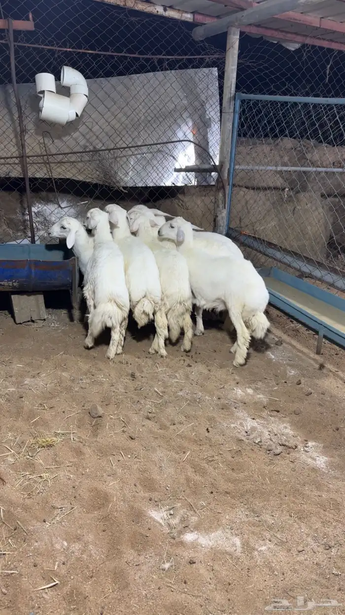 بهم فل شحم 3