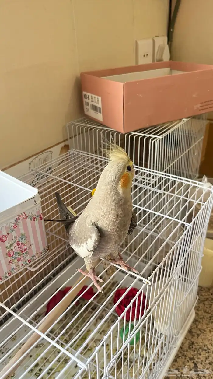 طيور كروان 2