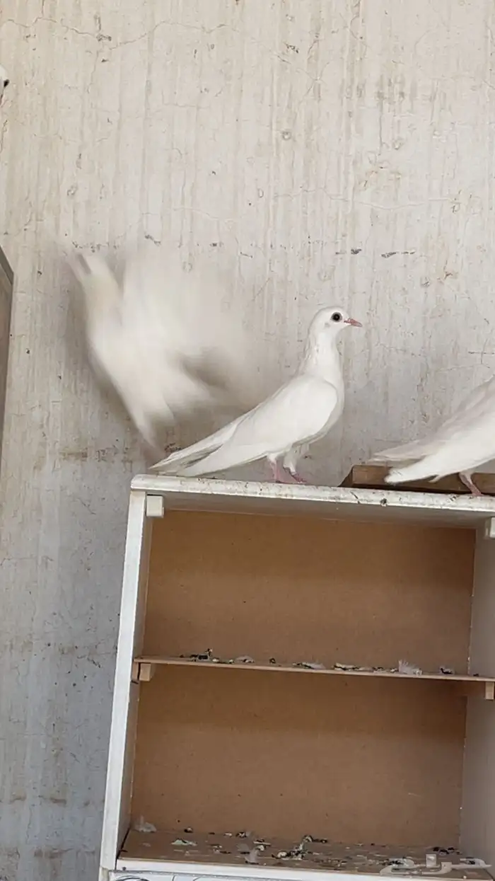 جوز صنعاني 4