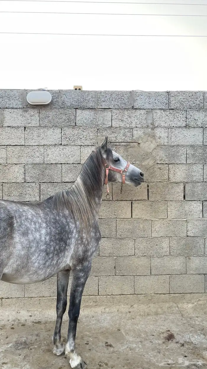 للبيع فحل عربي أصيل   نجم 11