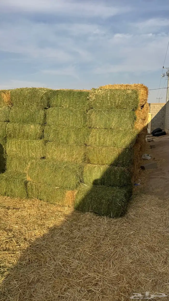 برسيم صافي شد 82-90 2