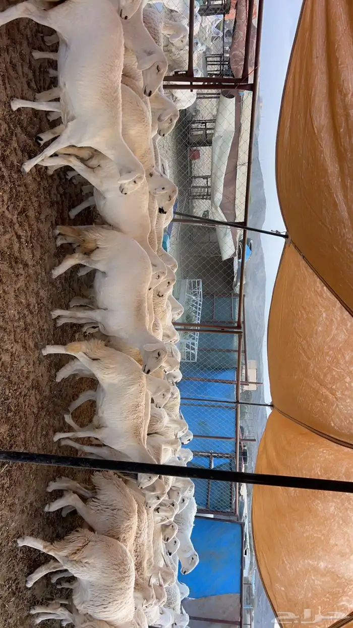 82 راس من ضأن شهران صنف الصنف شكلها قليل جدا  بفحلها صنف 7