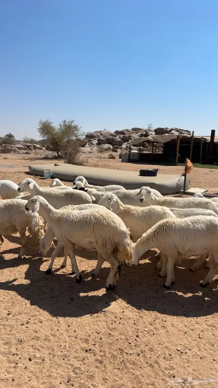 غنم. مقاني 1