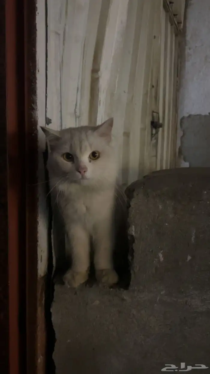 قطه لى التبني لوجه الله 0