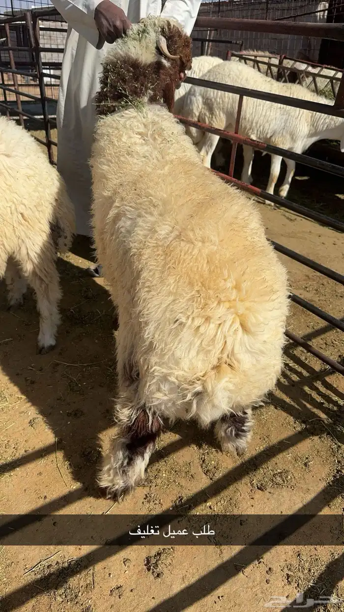 ذبائح حائل 12