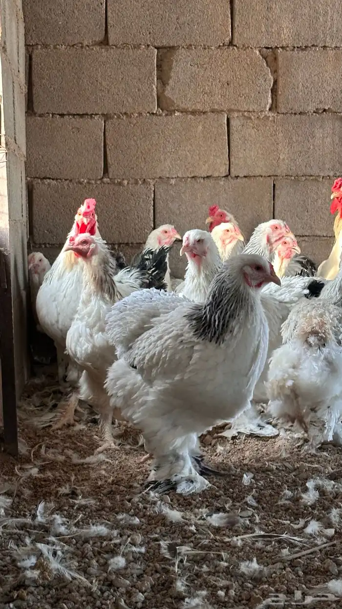 للبيع دجاج براهما كولمبي بياض 0
