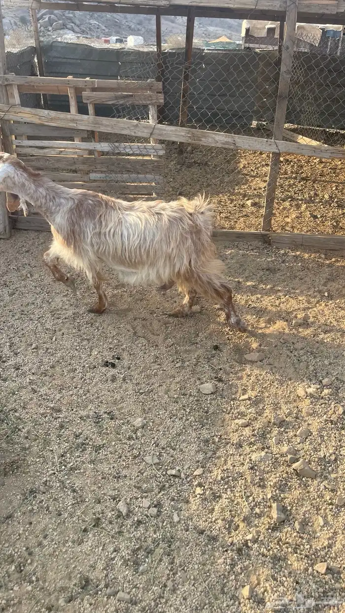 ماعز عوارض عدد2. دفيع شرط تووم شرط سونار 6