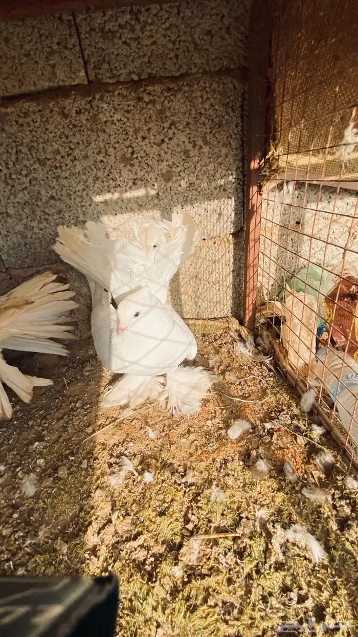 حمام رقاصي 4