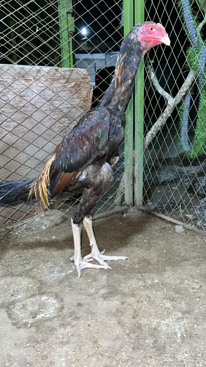 جوز شامو ياباني دم ابو هنوف 0