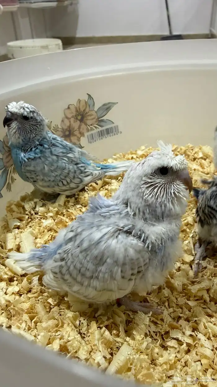 5 فروخ بادجي هوقو وسبلت هوقو جاهزين للغر والتربيه 0