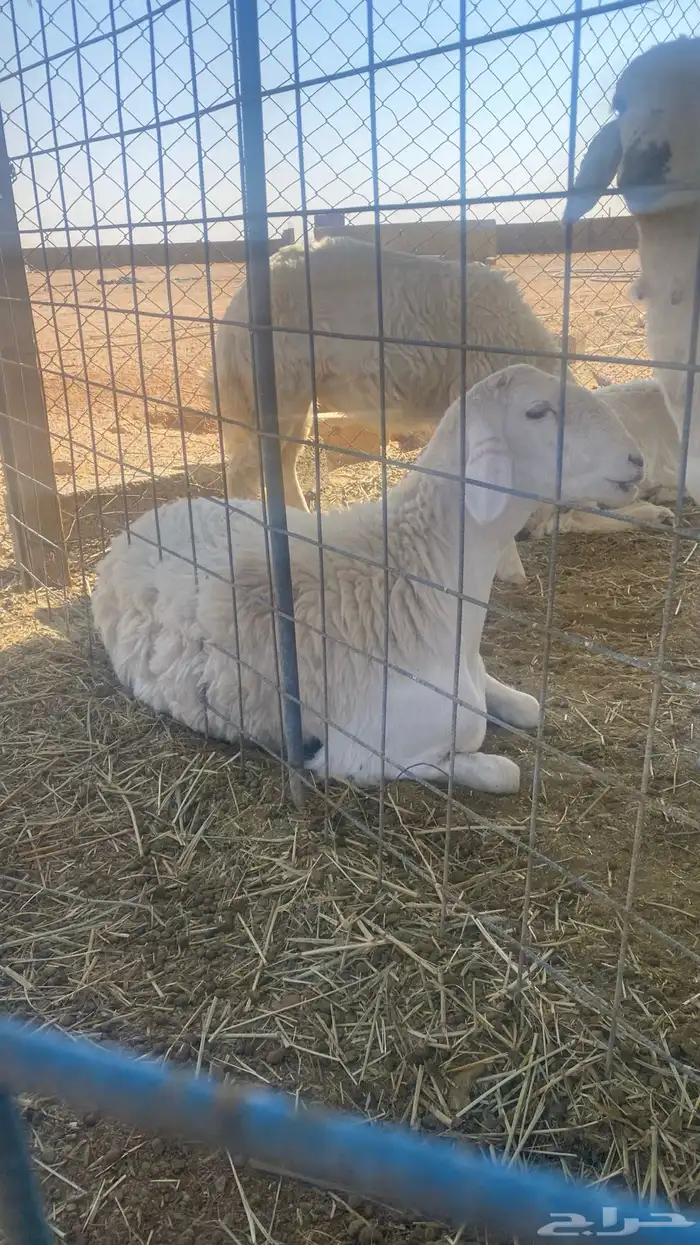 رخل حرية صنف عمرها 8 شهور جذعه غلاق لكن عندي شك انها شكر 4