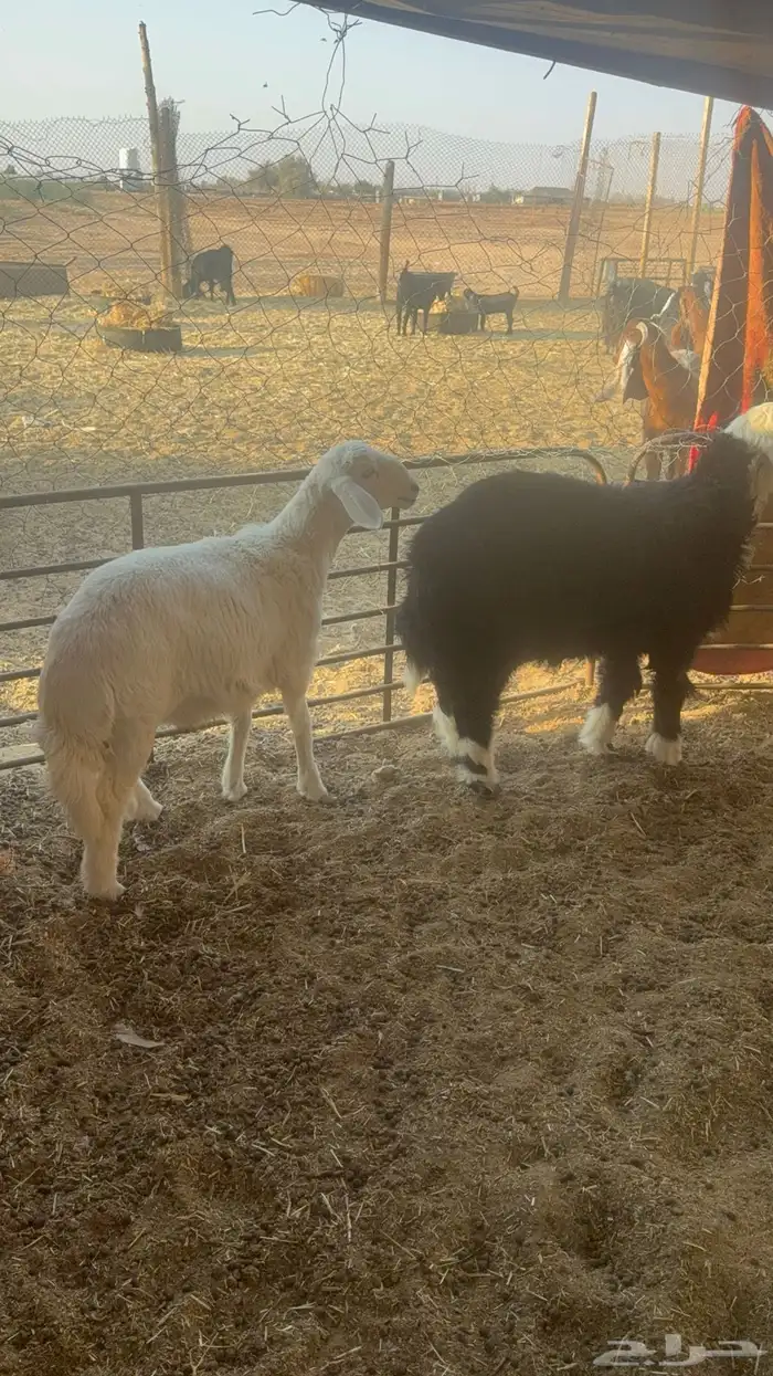 خرفان نجدي وحري 1