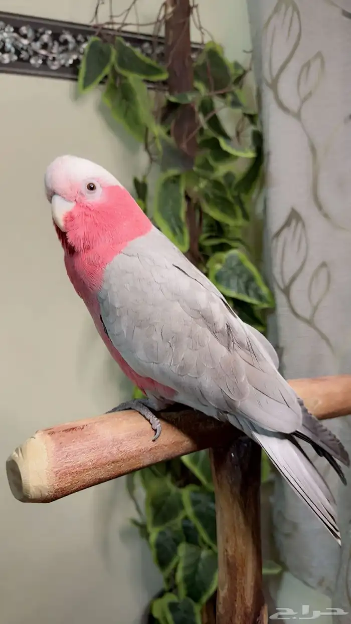ببغاء كوكاتو قالا اليف ولعوب ومتكلم وهدد داخلي 0