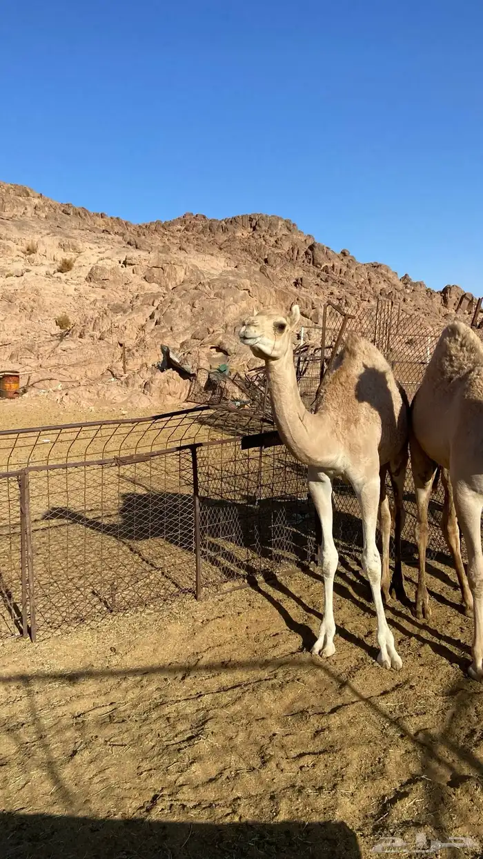 بكره مهجنه للبيع 0