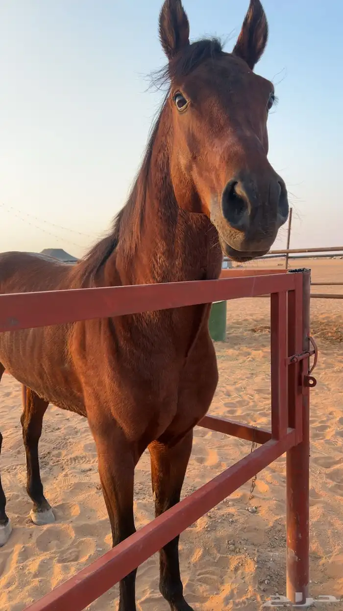 حصان شعبي كفو 4