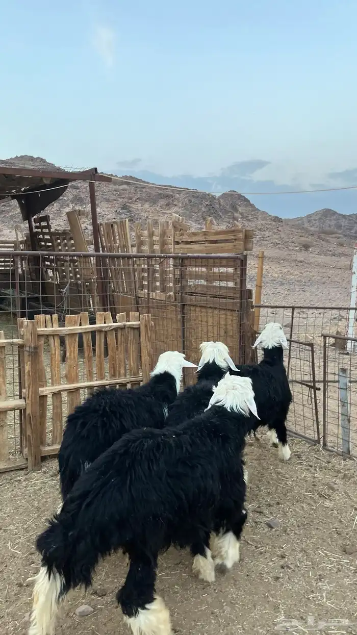 طليان نجدي ذبائح 2