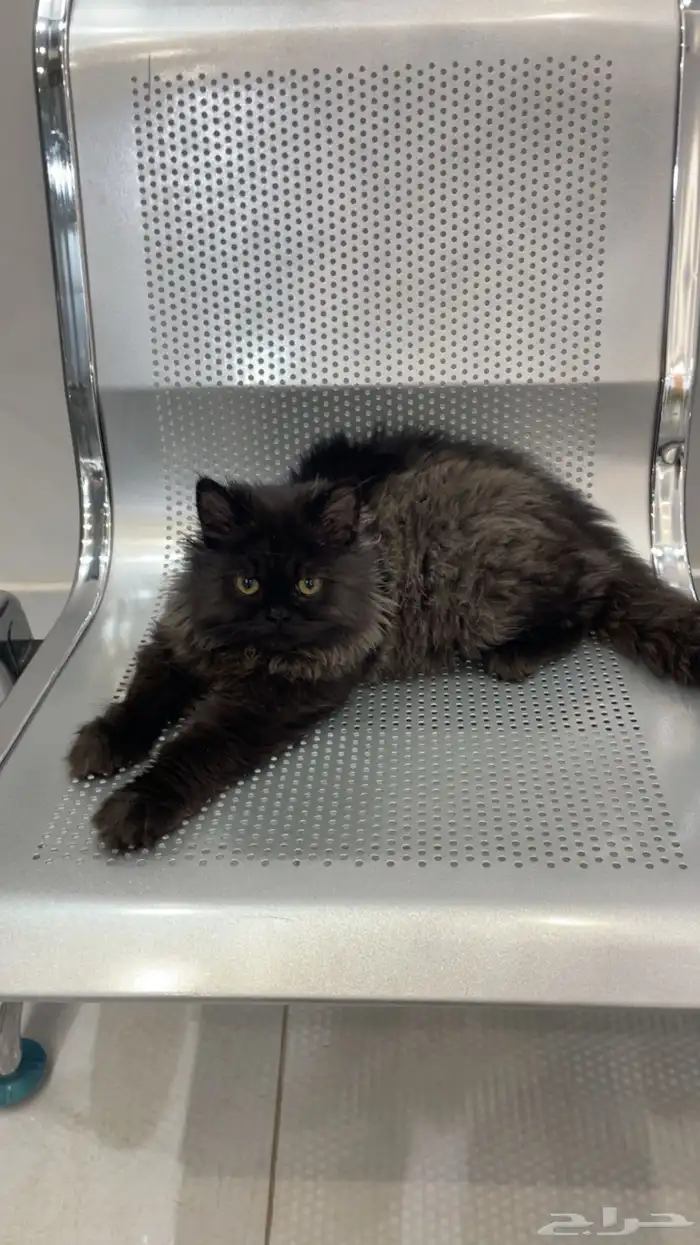 قط هاف بيكي برتش ذكر تزاوج 1