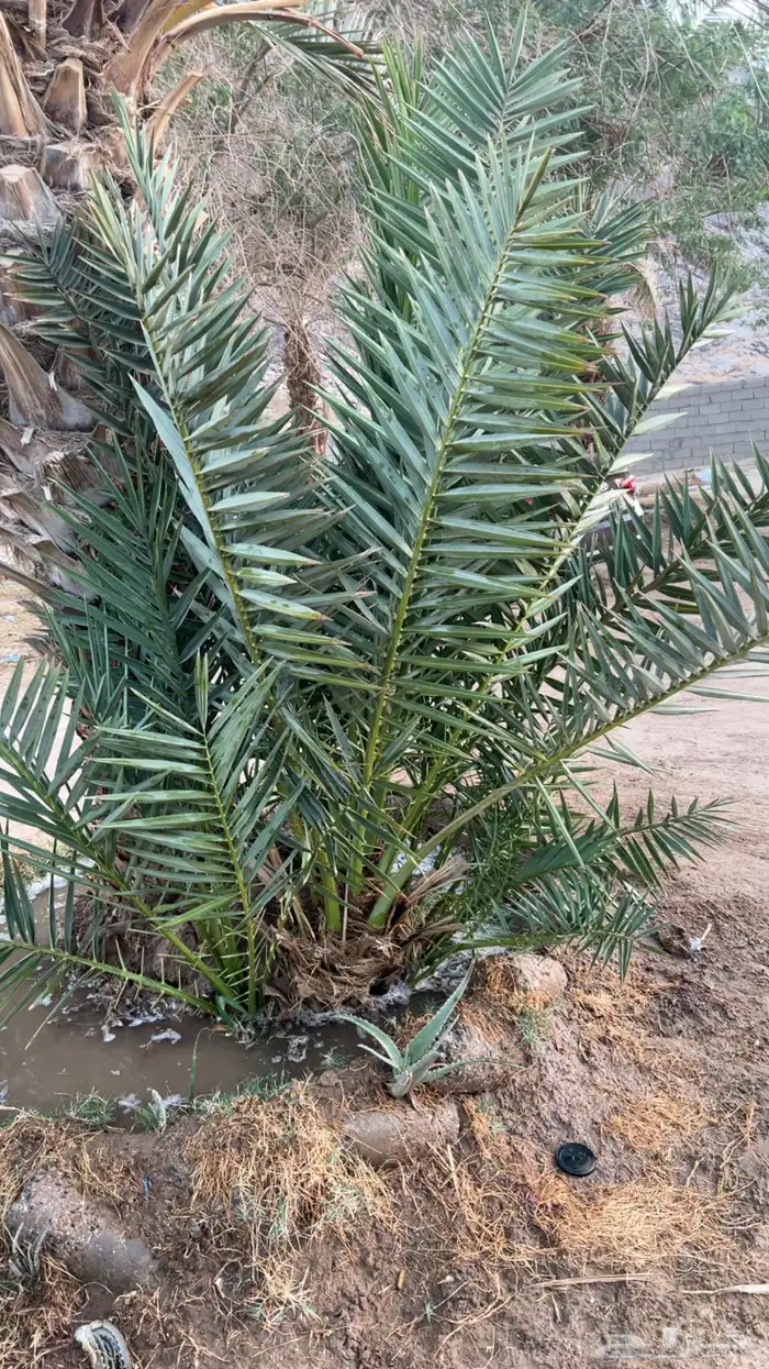 جثايث للبيع مقفزي وشكل وبديره وحمراء عميق وحمراء حصان وخلعه 1