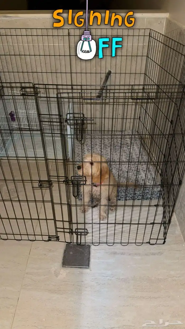 كلب انثى قولدن دودل 1