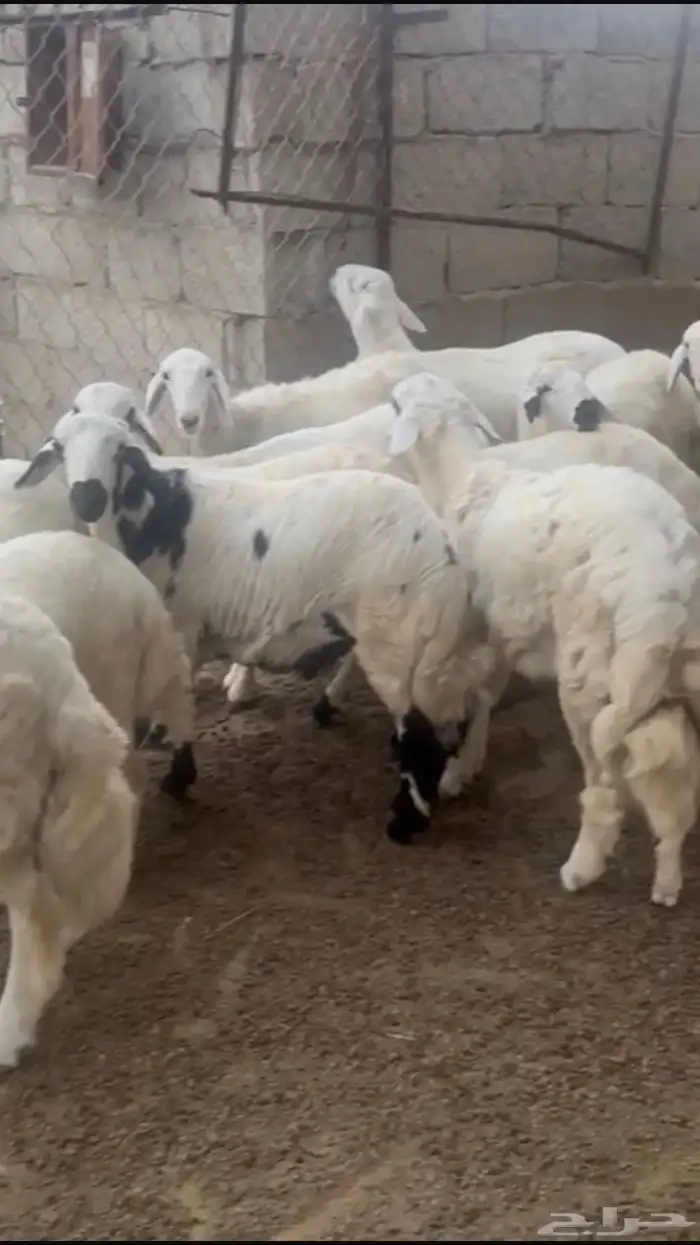 خرفان جذعان سمان للبيع العدد13 0