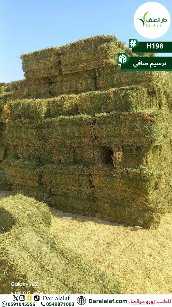 برسيم صافي تبوك 0