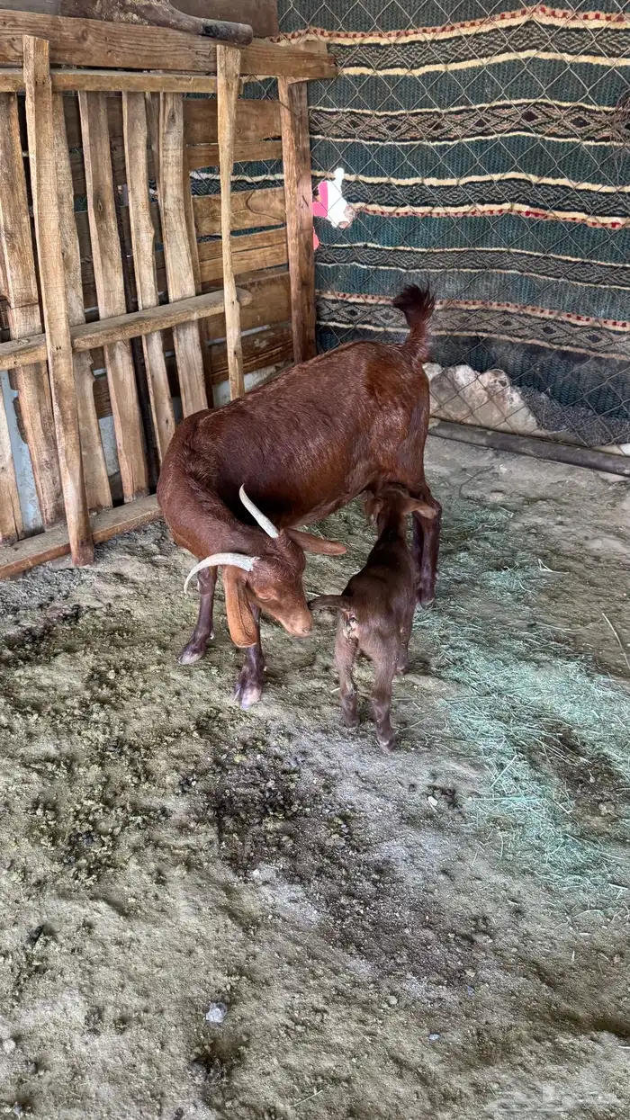 للبيع عنز عليها تيس 3