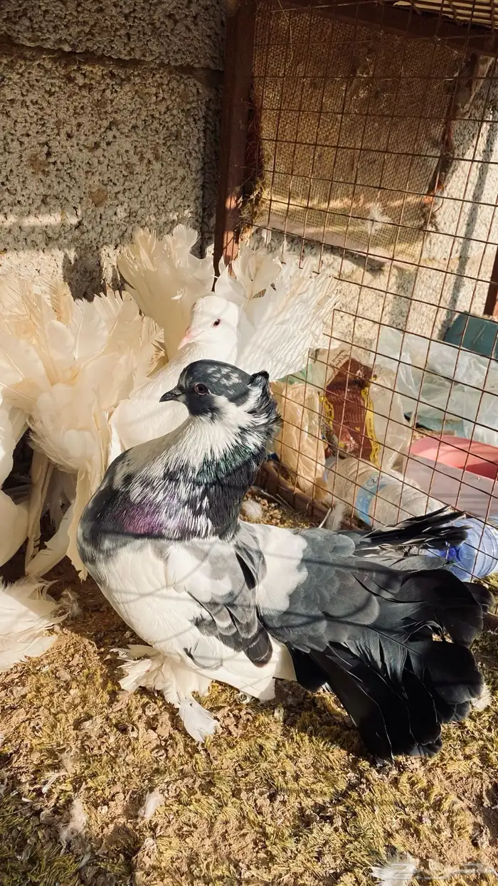 حمام رقاصي 2