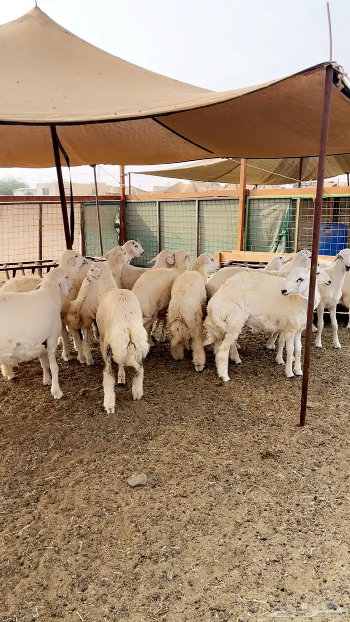 طليان حريات 2