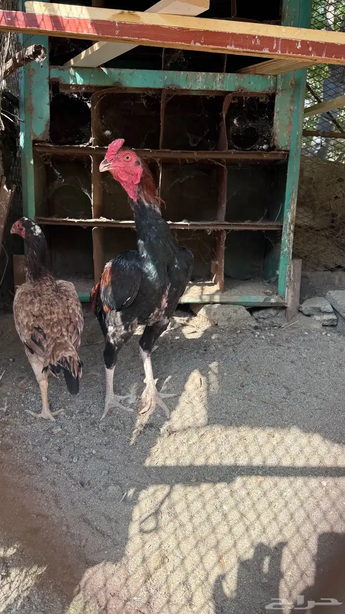 ديك باكستاني - سندي 0