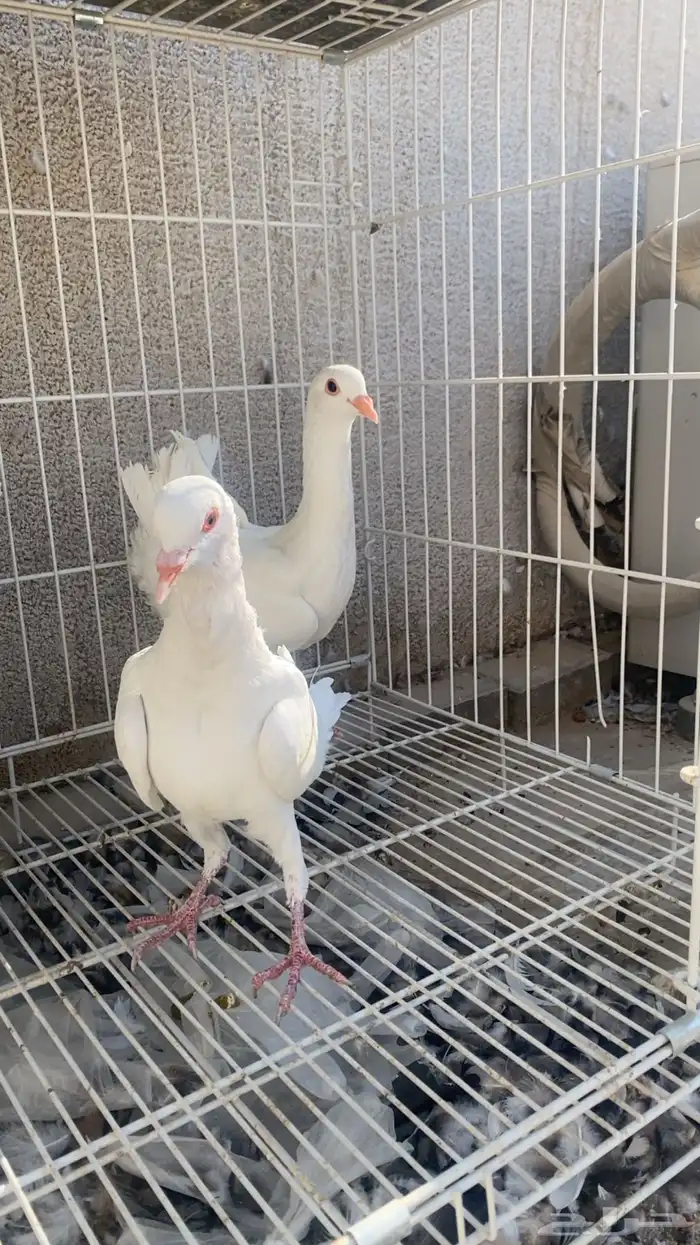 مالتيز جوز بفرخه 1