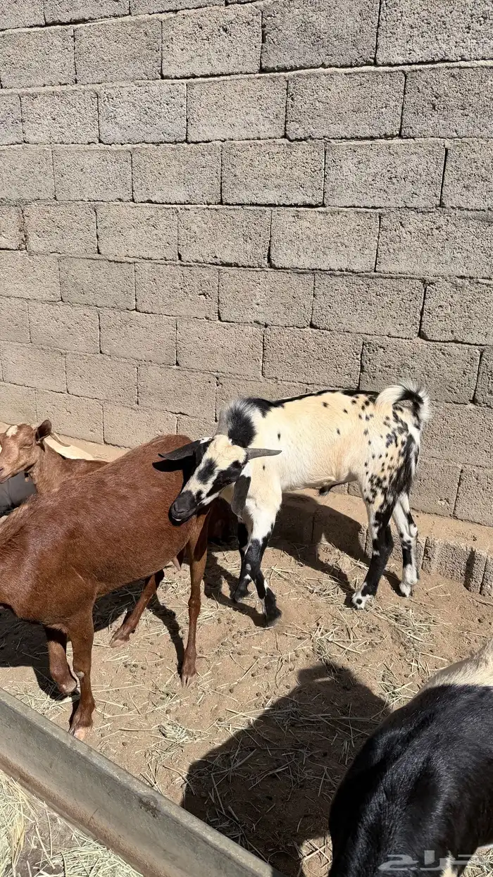 تيس فحل بيشي 0