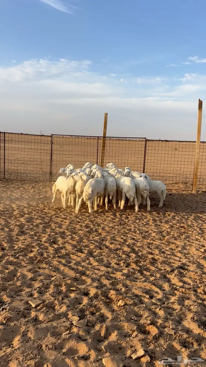 بهم حري نضيف 2