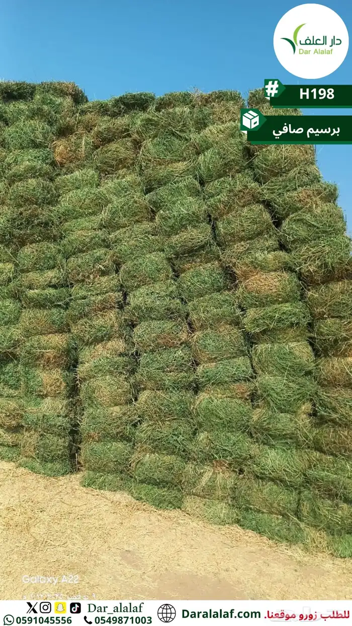 برسيم صافي تبوك 1