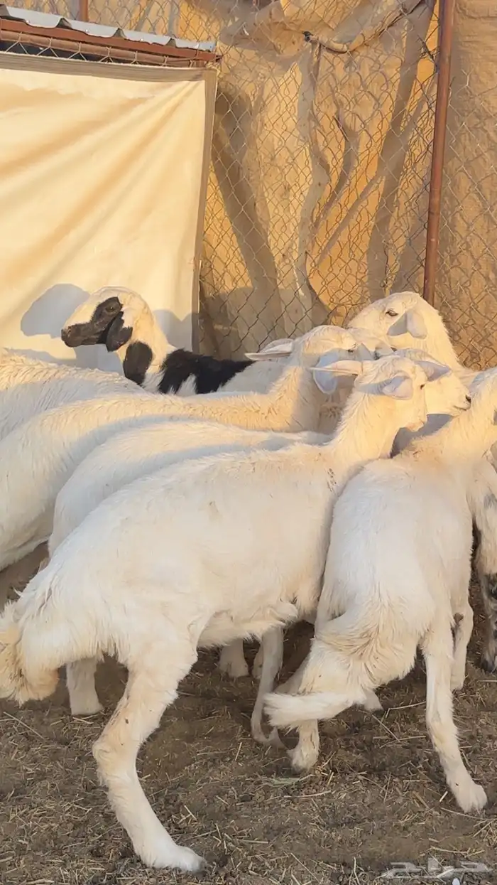 رخال مقنوي من حرش اشهران منوت القناي 2